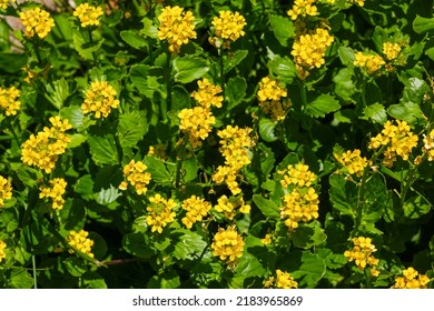 Yellow Flowers Of The Alpine Plant Barbarea