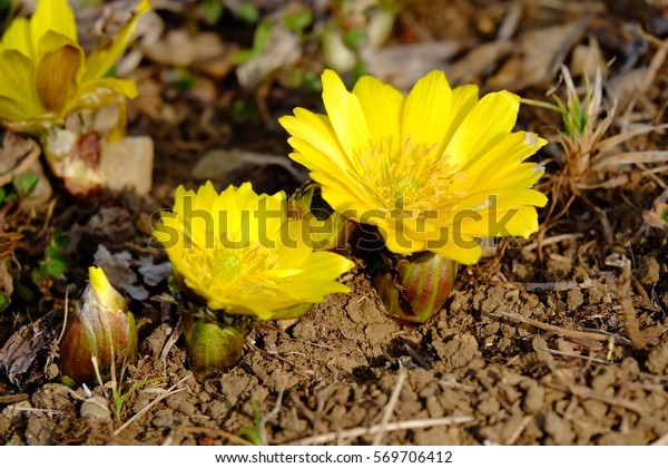 Yellow Flowers Amur Adonis Adonis Ramosa Stock Photo Edit Now