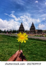 Yellow Flowers At Arjuna Dieng Temple