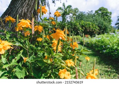 Yellow Flowers Around Tree Trunk In Garden, Beautiful Landscaping In Garden. Hope Botanical Garden Jamaica