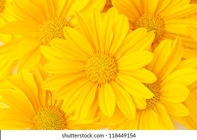 Download Yellow Flowers Hd Stock Images Shutterstock