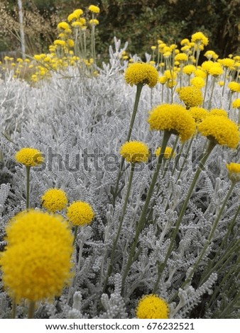 yellow flowers. background