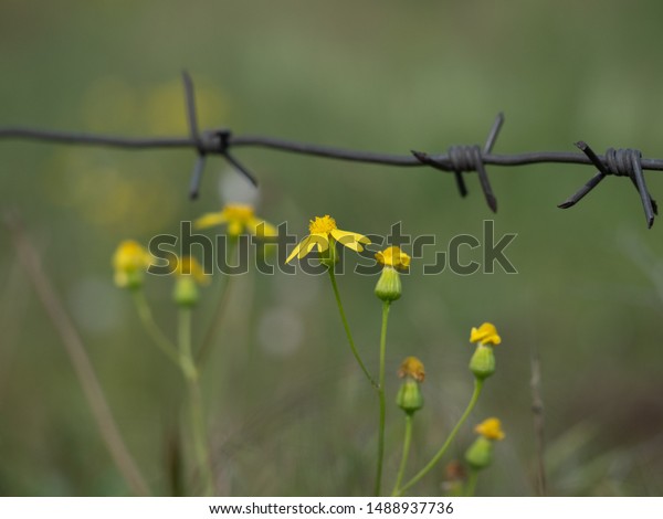 Yellow flowers, barbed wire above them. a\
blurred green grass\
background