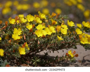 Yellow Flowers, Beach Suncup Aka Beach Evening Primrose.