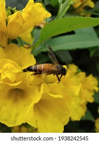 yellow flowers with Bees and leaf
