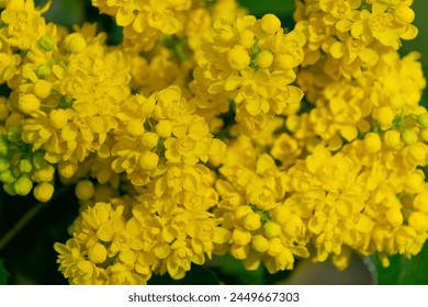 Yellow flowers of Berberis nervosa, close-up. Floral background. dwarf Oregon-grape, Cascade barberry, Cascade Oregon-grape, or dull Oregon-grape - Powered by Shutterstock