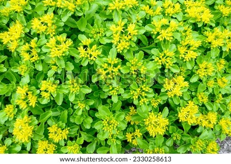 Yellow flowers blooming on the vibrant green foliage of a Angelina Stonecrop, or Russian Stonecrop, plant as a nature background
