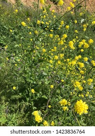 Yellow Flowers Blooming In Solstice Canyon