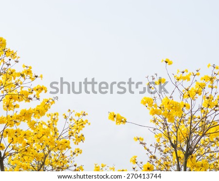yellow flowers blossom in spring time on sky background.