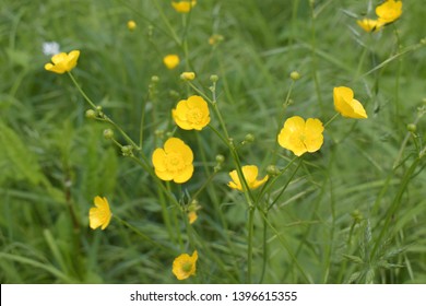 Yellow flowers branch on green grass background. Ranunculus acris, meadow buttercup, tall buttercup, common buttercup, giant buttercup