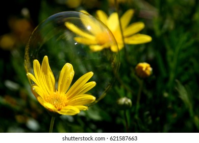 Yellow Flowers with Bubble