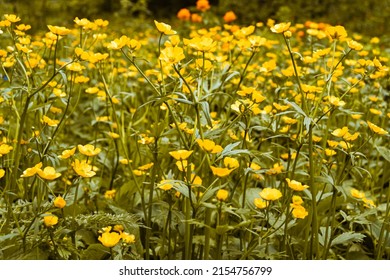 2,388 Tall Yellow Weed Images, Stock Photos & Vectors 