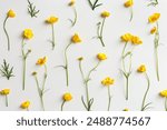 Yellow flowers Buttercup with long stem and green leaves on white background, minimal style monochrome aesthetic floral flat lay photo. Beautiful nature still life with wildflowers, copy space