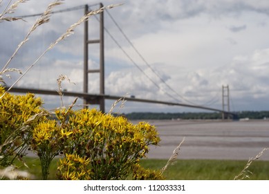 Yellow flowers by the Humber Bridge