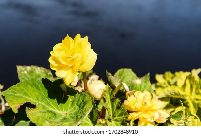 Yellow Flowers By The River In Kennebunk Port,Maine,USA