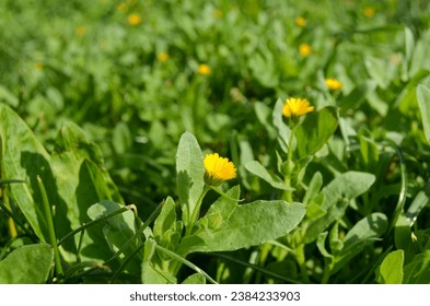 Yellow flowers (Calendula Arvensis) blooming among greenery in Mersin city in Turkey. These flowers that have just bloomed can symbolize the birth of beauty.