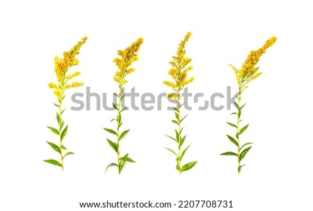 Yellow flowers of canada goldenrod isolated. Rag weed, ragweed, golden rod or solidago canadensis on white background