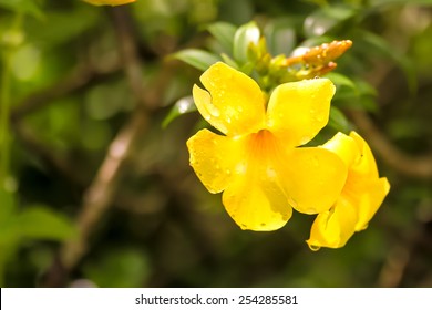 Yellow Flowers : Carolina Jessamine