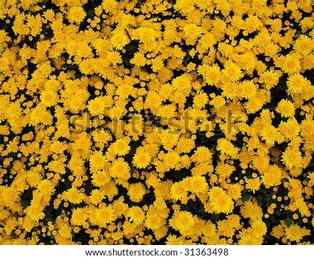yellow flowers chrysanthemum