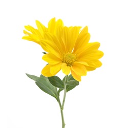 Yellow Flowers Of Chrysanthemum On A White Background