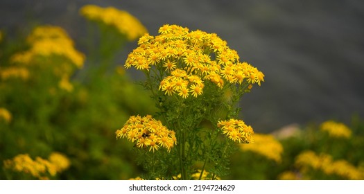 Yellow Flowers Coastal Maine Hillside