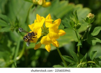 Yellow flowers of common bird's-foot trefoil (Lotus corniculatus), pea family Fabaceae and an European wool carder bee (Anthidium manicatum), family Megachilidae. Blurred garden. June, Netherlands - Shutterstock ID 2256033961