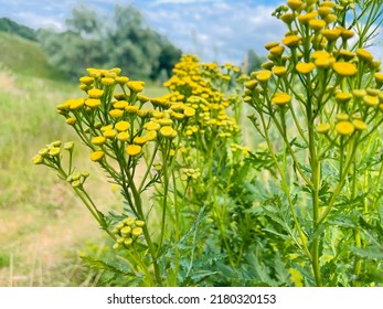 Yellow flowers of common tansy, Tanacetum vulgare. Plant of Tansy (Tanacetum vulgare, Common Tansy, Bitter Buttons, Cow Bitter, Mugwort, Golden Buttons).