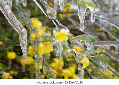 Yellow Flowers Are Covered With Ice. Winter Storm In Austin Texas.  Freezing Rain. Winter Scene. Natural Disaster