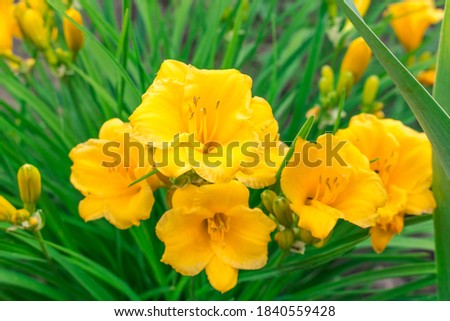Yellow flowers of the daylily cultivar Stella de Oro on a green background
