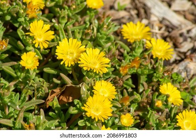 Yellow flowers of a Delosperma nubigenum or ice-plant - Shutterstock ID 2086991803