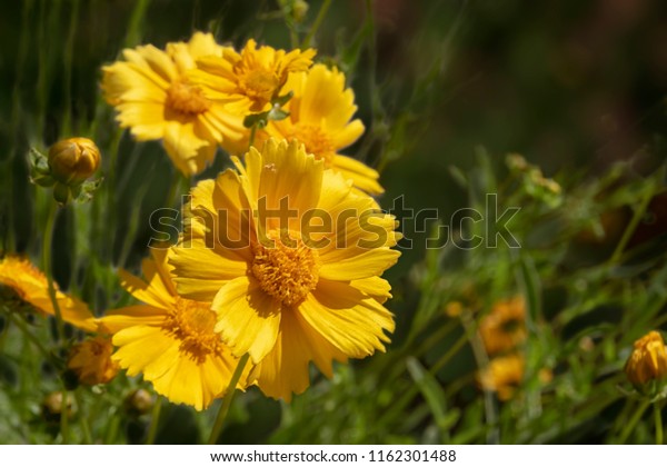 Yellow\
flowers, Desert Marigold, Baileya\
Multiradiata
