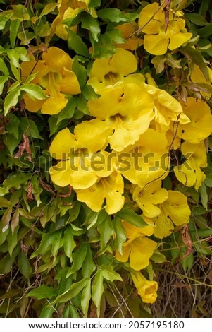 yellow flowers of Dolichandra unguis-cati climber