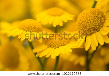 Yellow flowers of dyer's camomile (Anthemis tinctoria)