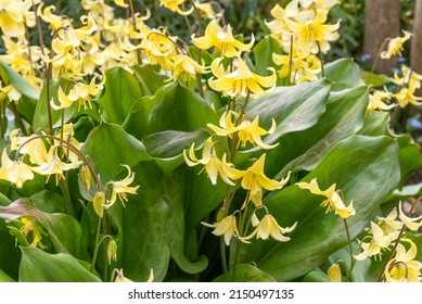 Yellow Flowers Of Erythronium Pagoda