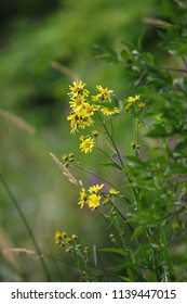 Yellow Flowers Of The Fen Ragwort (Jacobaea Paludosa) 