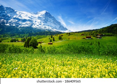 Yellow Flowers Field, Beautiful Swiss Landscape