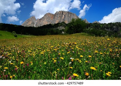 Yellow flowers field near Passo Gardena Dolomites Trentino Italy