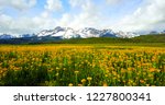 Yellow Flowers In Field With Sawtooth Mountains In Background - Idaho, USA