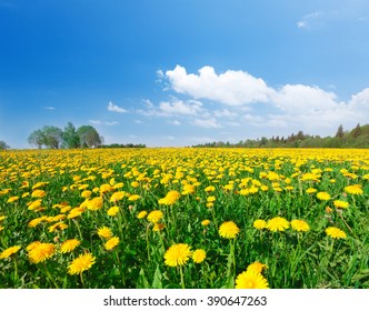 Yellow Flowers Field Under Blue Cloudy Sky