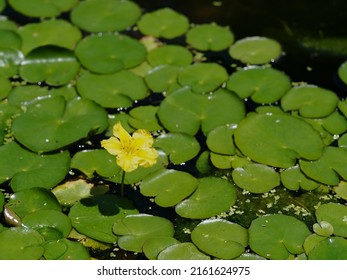 38,373 Floating Yellow Flower Images, Stock Photos & Vectors | Shutterstock