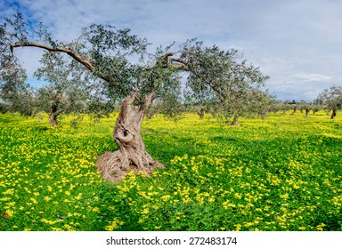 yellow flowers in the garden - Shutterstock ID 272483174