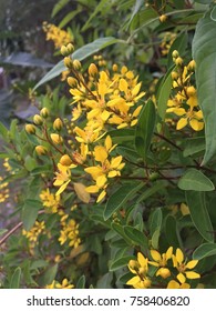 Yellow flowers in the garden - Shutterstock ID 758406820