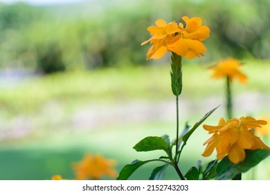 Yellow flowers in garden isolated against blurred background, selective focus, beautiful landscaping, Hope Botanical Gardens Jamaica