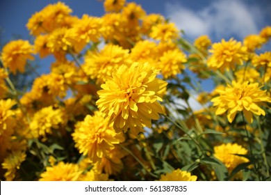 Golden Ball Flower Images Stock Photos Vectors Shutterstock