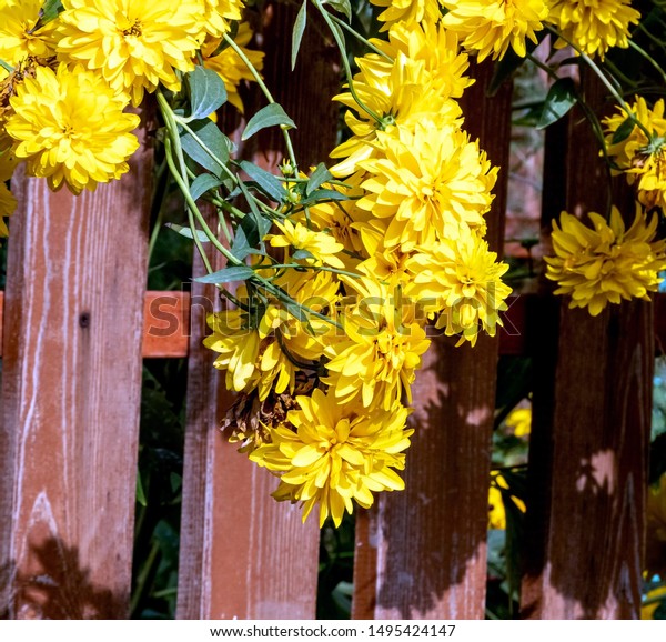 Yellow Flowers Golden Ball Latin Name Stock Photo Edit Now