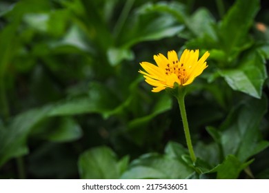 5,428 Golden buttons plant Images, Stock Photos & Vectors | Shutterstock
