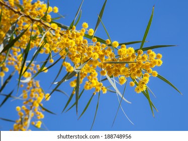 Yellow Flowers Of Golden Wattle. Acacia Pycnantha Macro Photo