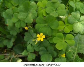 Herbs Sourgrass Woodsorrel Clover Organic Yellow Wood Sorrel Seeds Oxalis Stricta Garden Patio