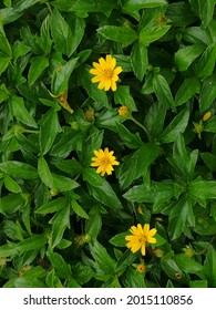 Yellow flowers and green leaves of Creeping daisy. ornamental plant, ground cover and herb. It nourishes skin, massages muscles, nourishes eyes, nourishes hair, reduces fever, helps digestion, anesthe