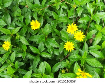 Yellow flowers and green leaves of Creeping daisy. ornamental plant, ground cover and herb. It nourishes skin, massages muscles, nourishes eyes, nourishes hair, reduces fever, helps digestion, anesthe